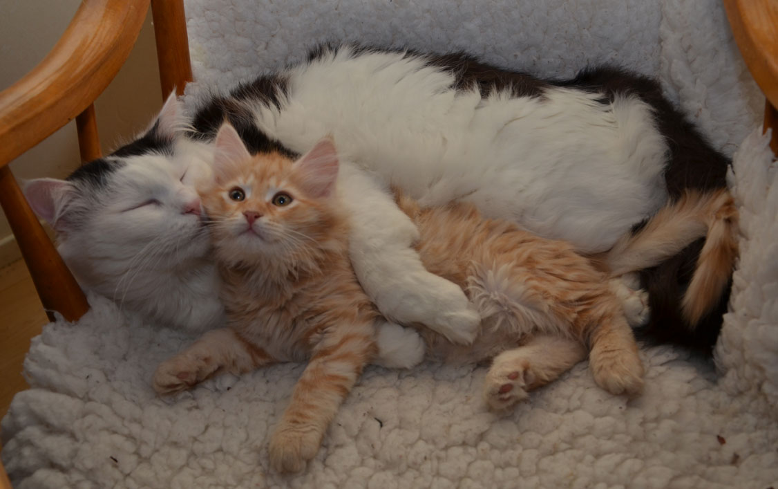 allergivänlig katt allergivänlig katt