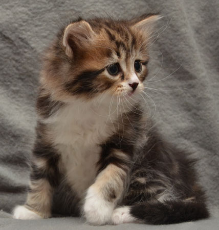 sibirisk kattunge Vega