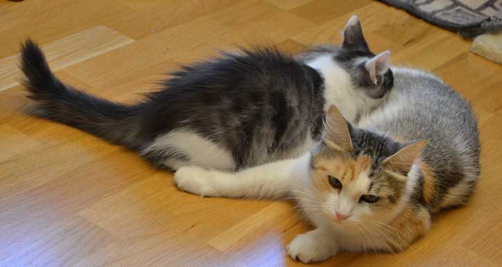 sibirisk kattunge Wild med mamma Colbie