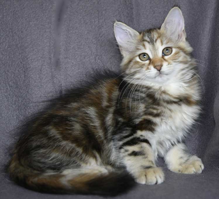 sibirisk kattunge Yanai