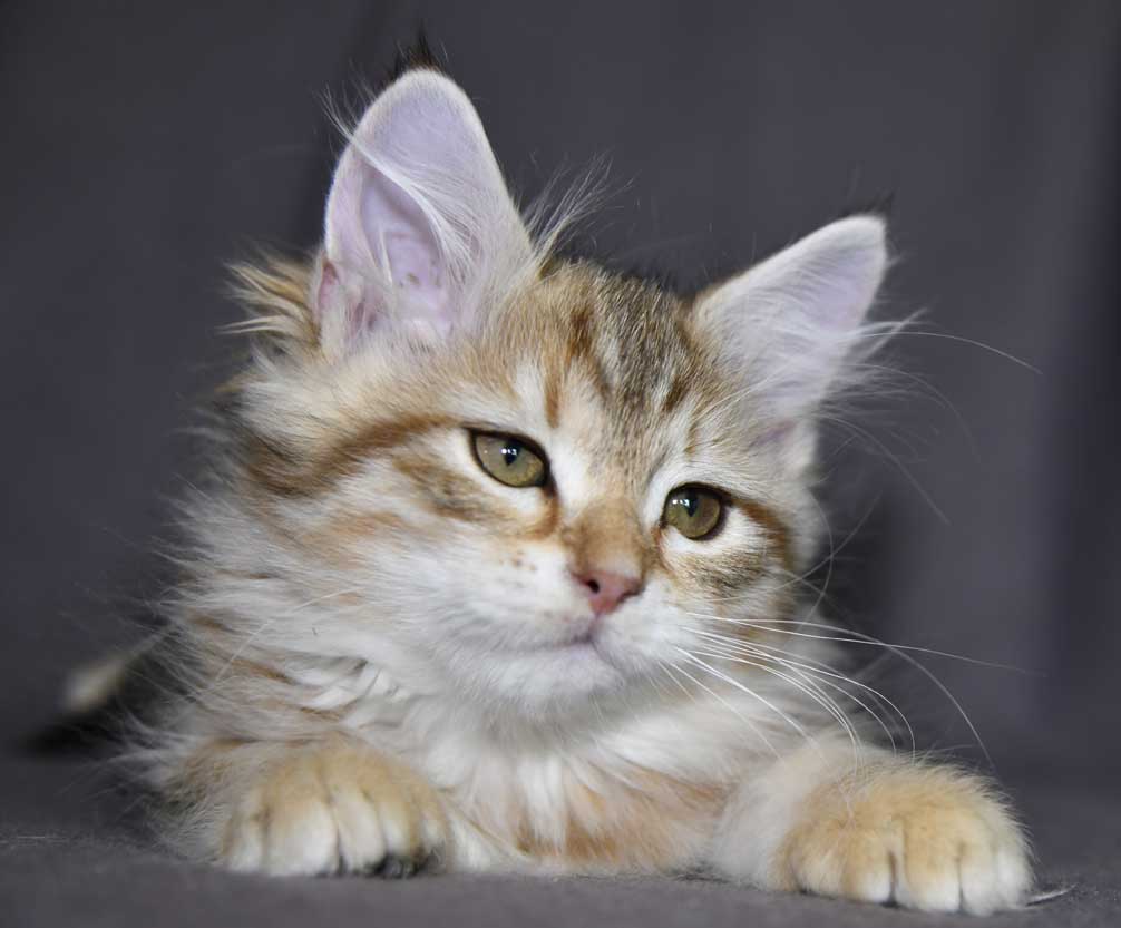 sibirisk kattunge Yoko