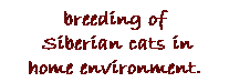 Textruta: breeding of
&nbsp;Siberian&nbsp;cats in home environment.
