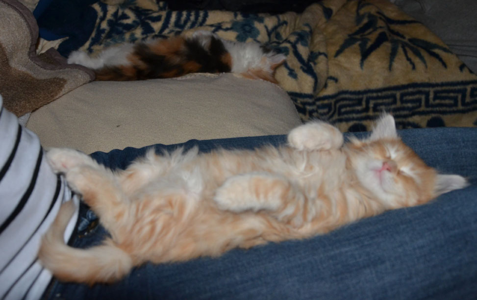 sibirisk katt