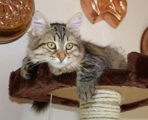 sibirisk katt Juliet