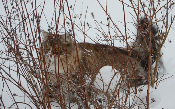 sibirisk katt i snö