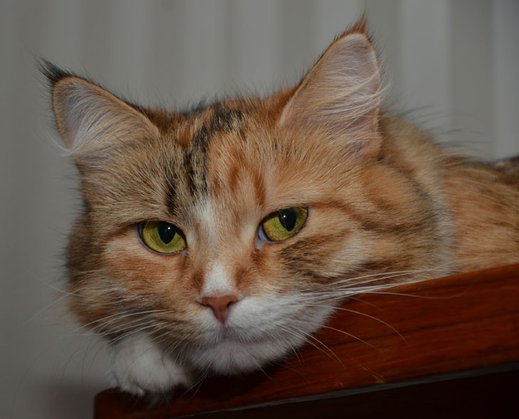 sibirisk katt