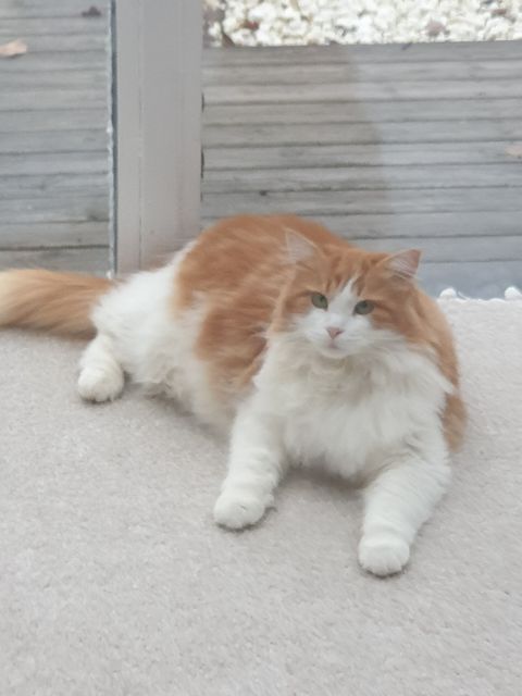 sibirisk katt Rost