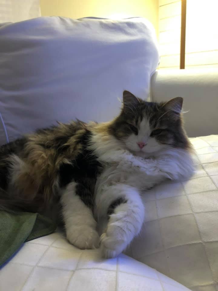 sibirisk katt Eliot