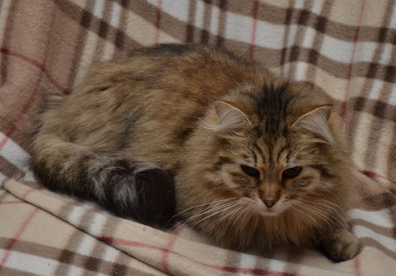 sibirisk katt Gabbie