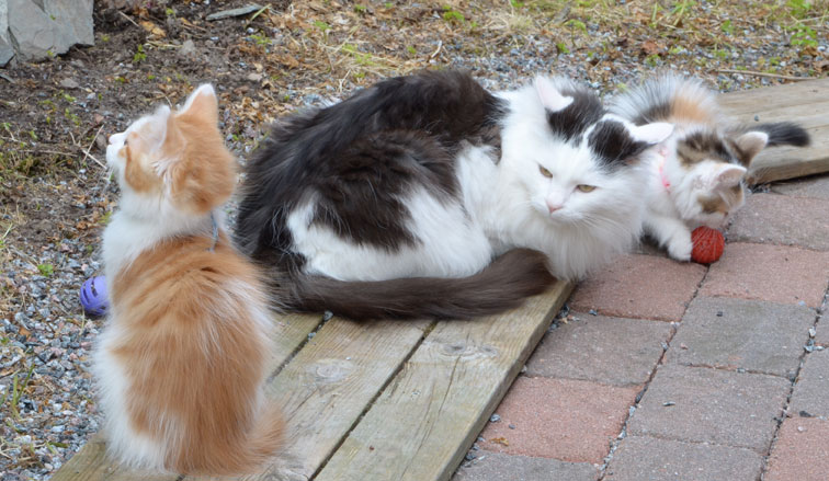 sibirisk katt Junior med fler