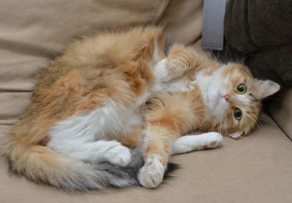 sibirisk katt Dani