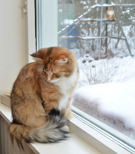 sibirisk katt Dani