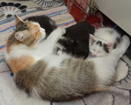 sibirisk kattungar W-kullen