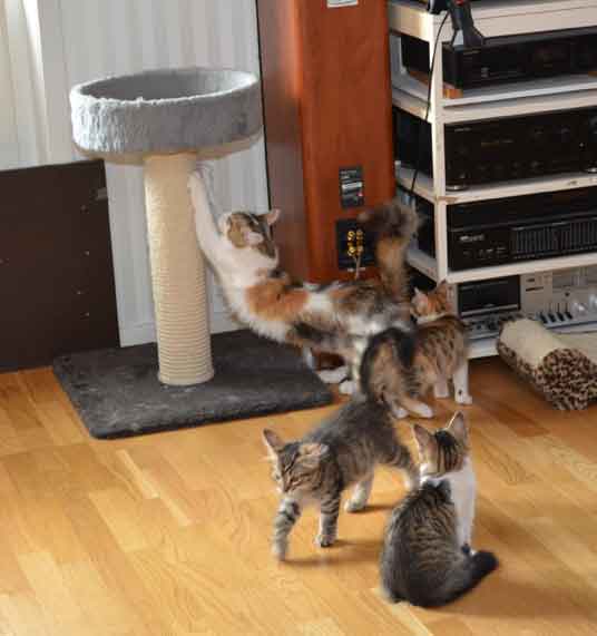 Sibirisk katt Tracie