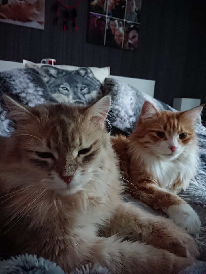 sibirisk katt Gryphon Mr. Spock