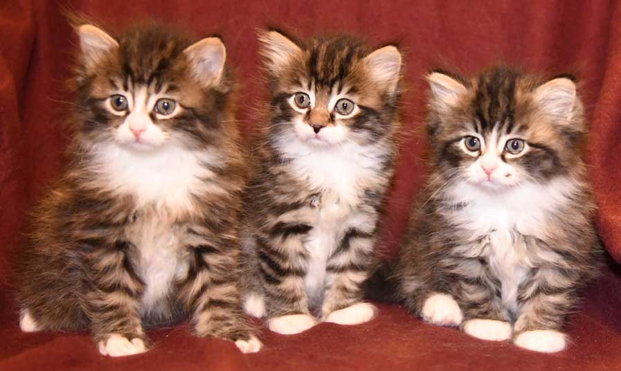 sibirisk kattunger Zz-kull