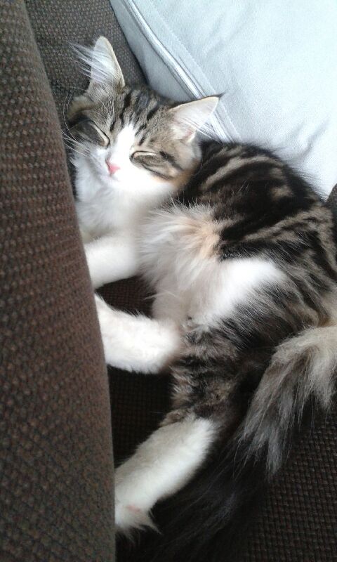 sibirisk kattunge Fink
