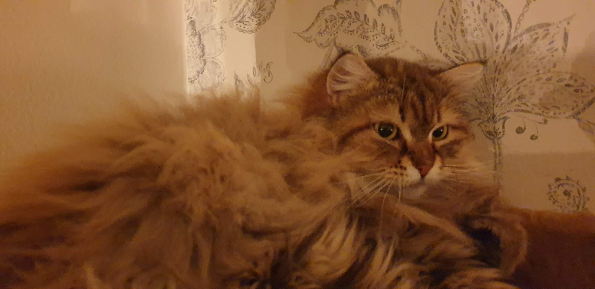 sibirisk katt Styx
