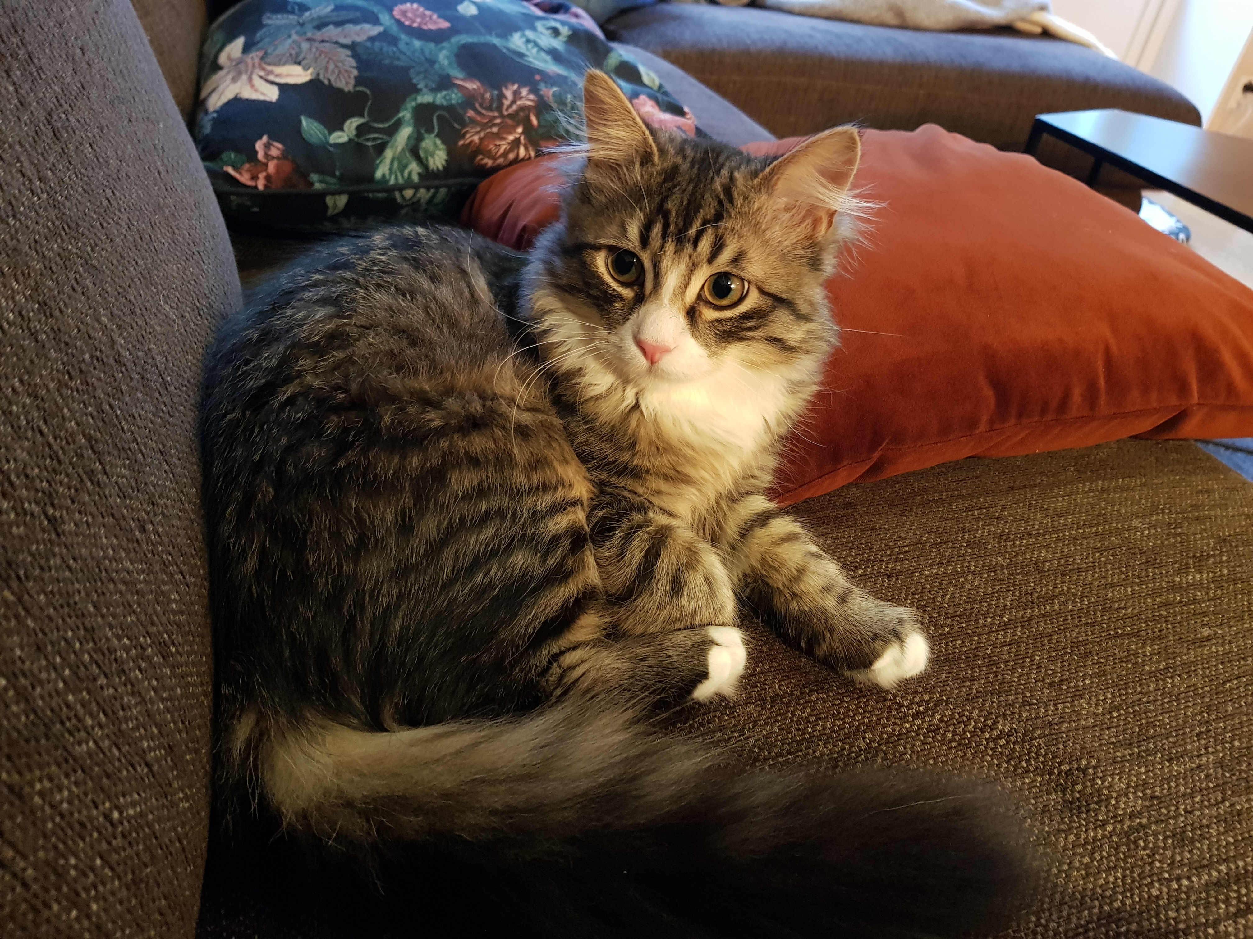 sibirisk katt Zeno