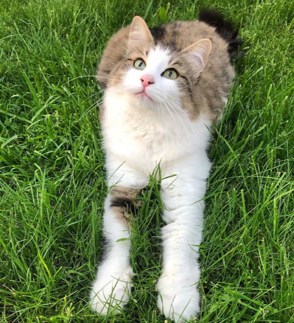 Sibirisk katt Hubble