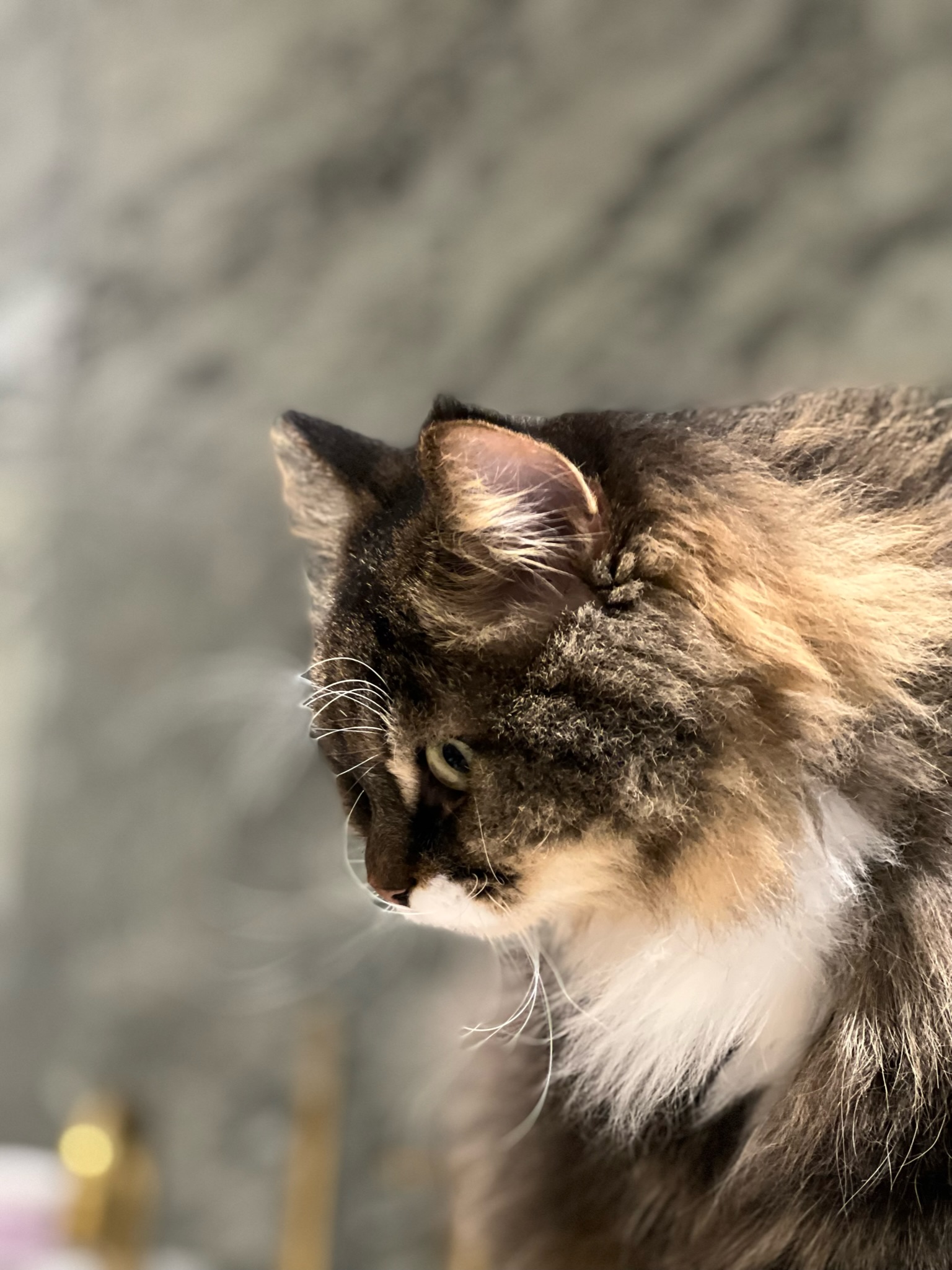 Sibirisk katt Achilles