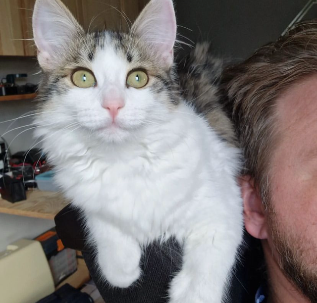 Sibirisk katt Garlena