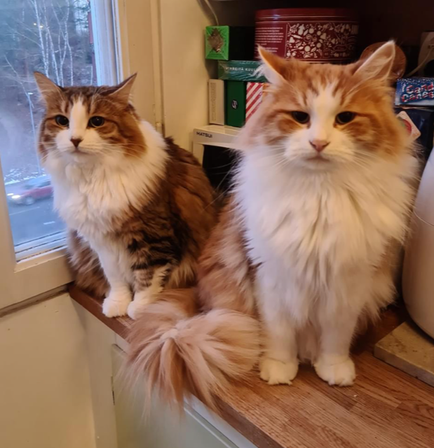 Sibirisk katt Valina o Xanthus