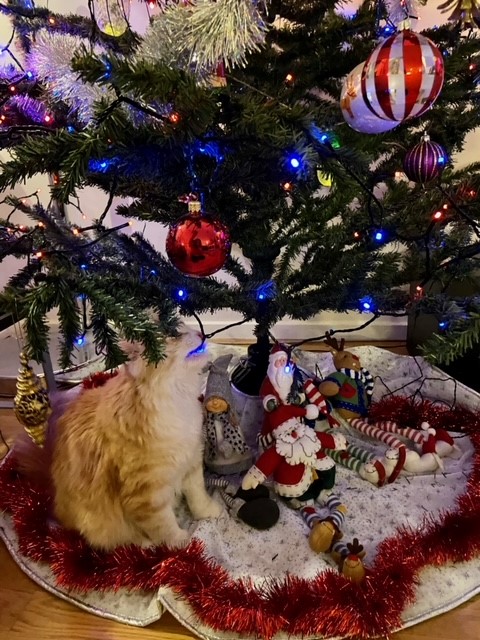 Sibirisk katt Izar