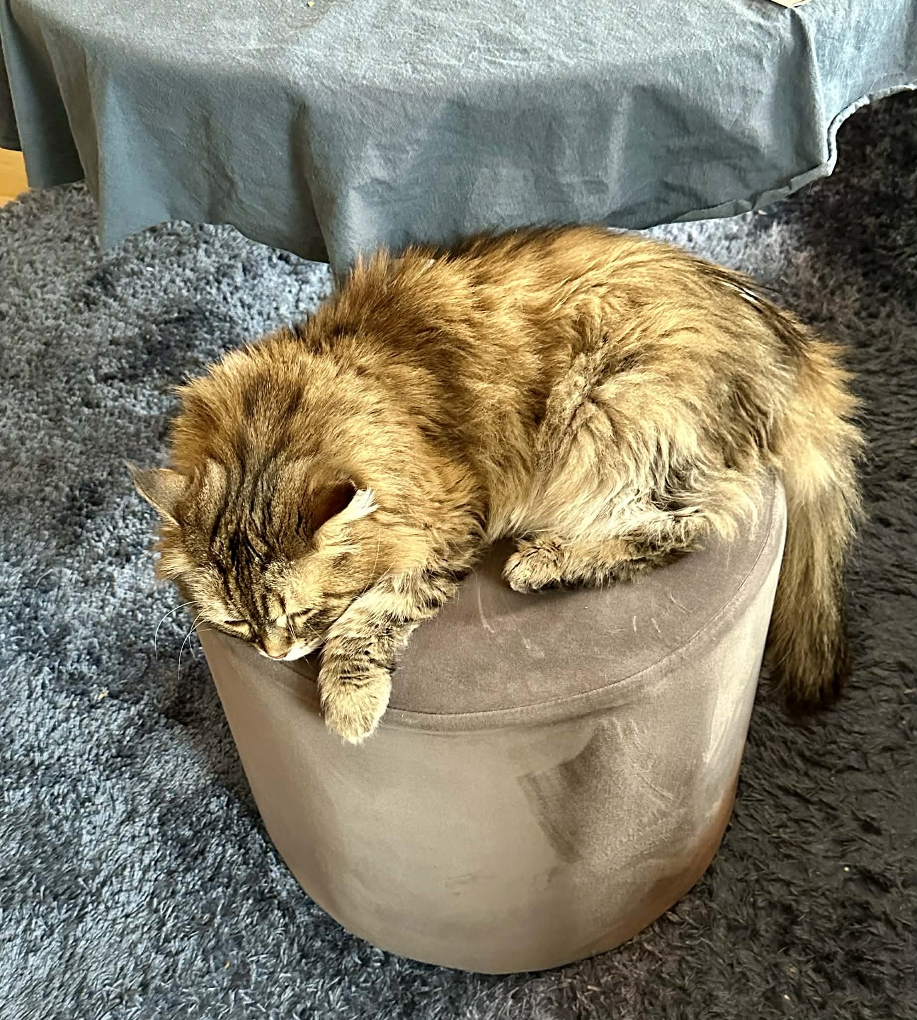 Sibirisk katt Vincente