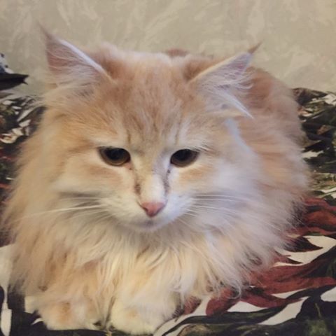 Sibirisk katt Magni