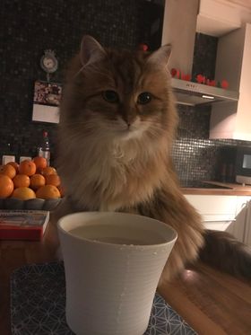 Sibirisk katt Ul