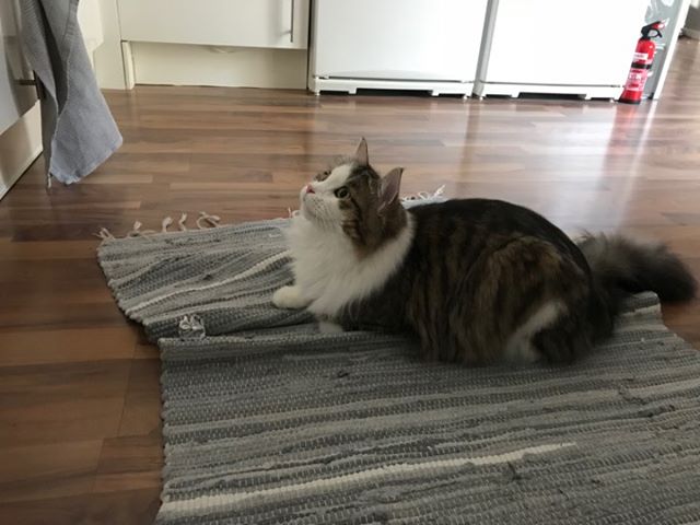 Sibirisk katt Pluto