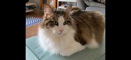 Sibirik katt Hubble