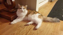 Sibirisk katt Nymphe