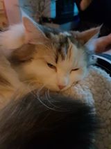 Sibirisk katt Gamma