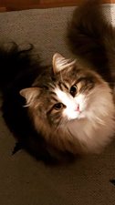 Sibirisk katt Eliot