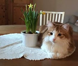 sibirisk katt Pollux