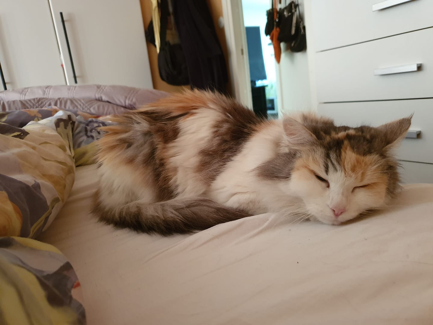 sibirisk katt Gamma