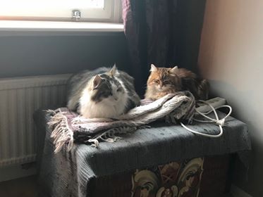 Ul och Pluto