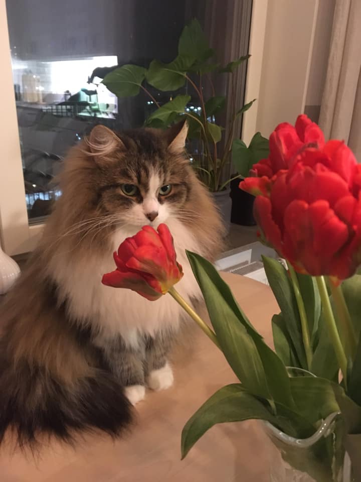 sibirisk katt Europa