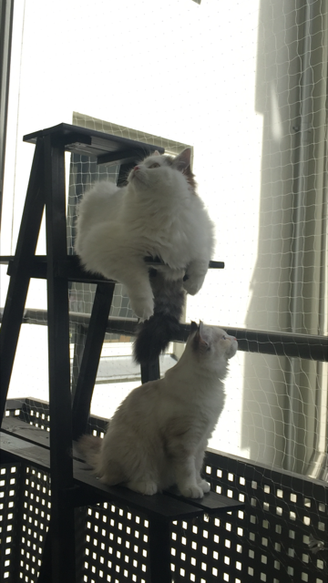sibirisk katt Frieda Castor