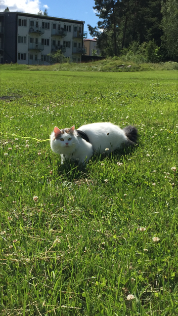 Sibirisk katt