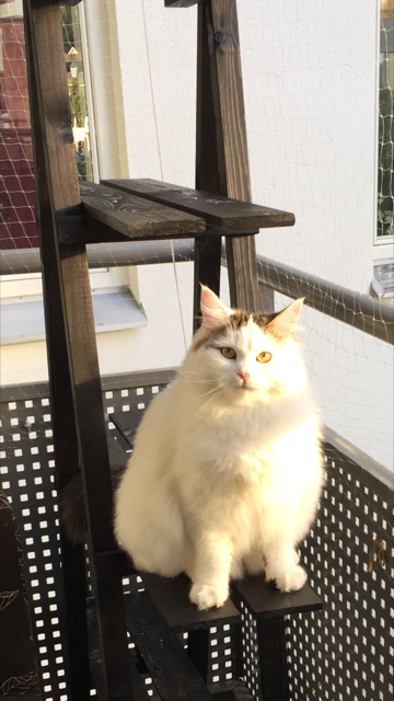 sibirisk kattunge Castor