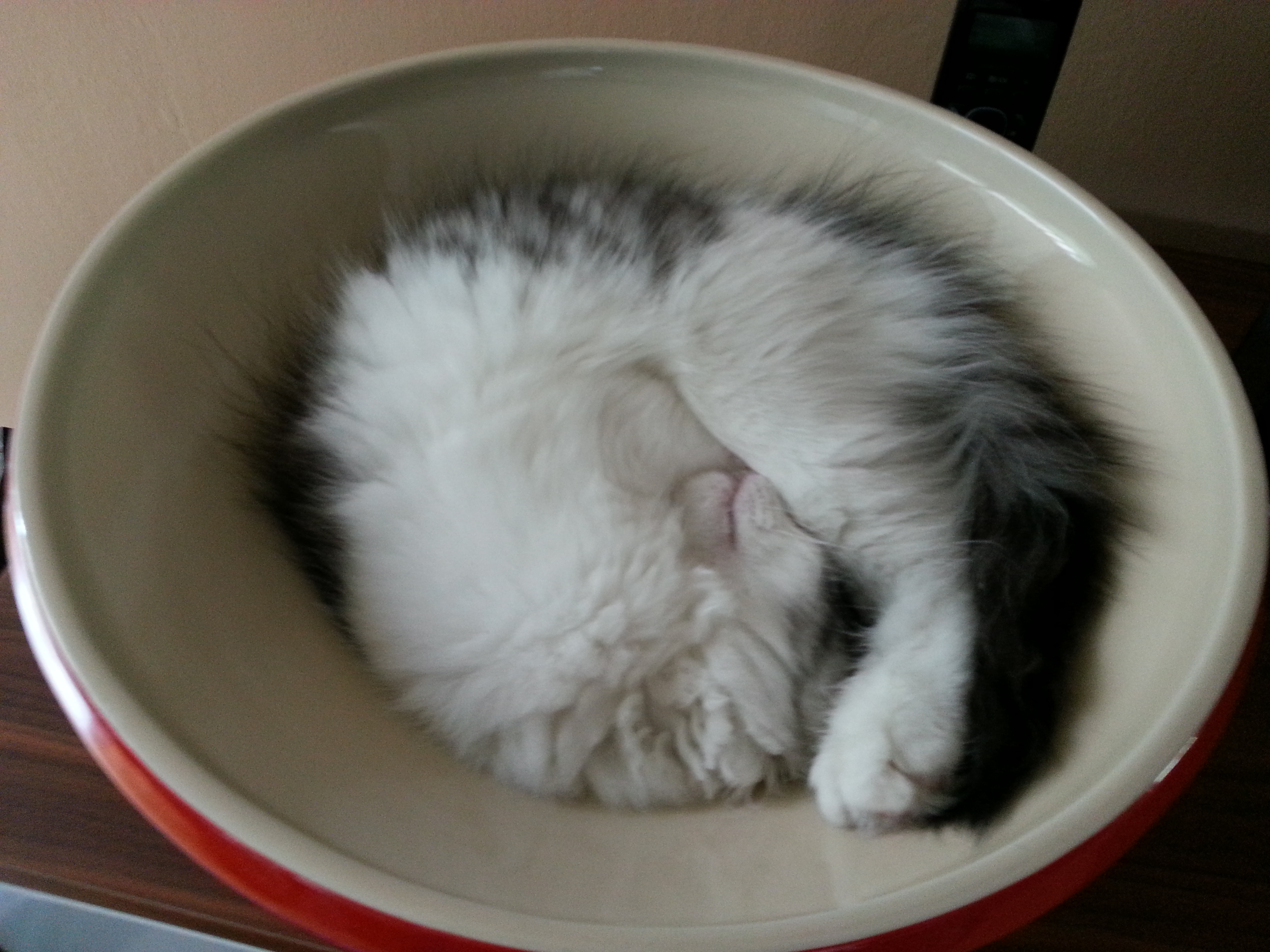 sibirisk katt Oskar