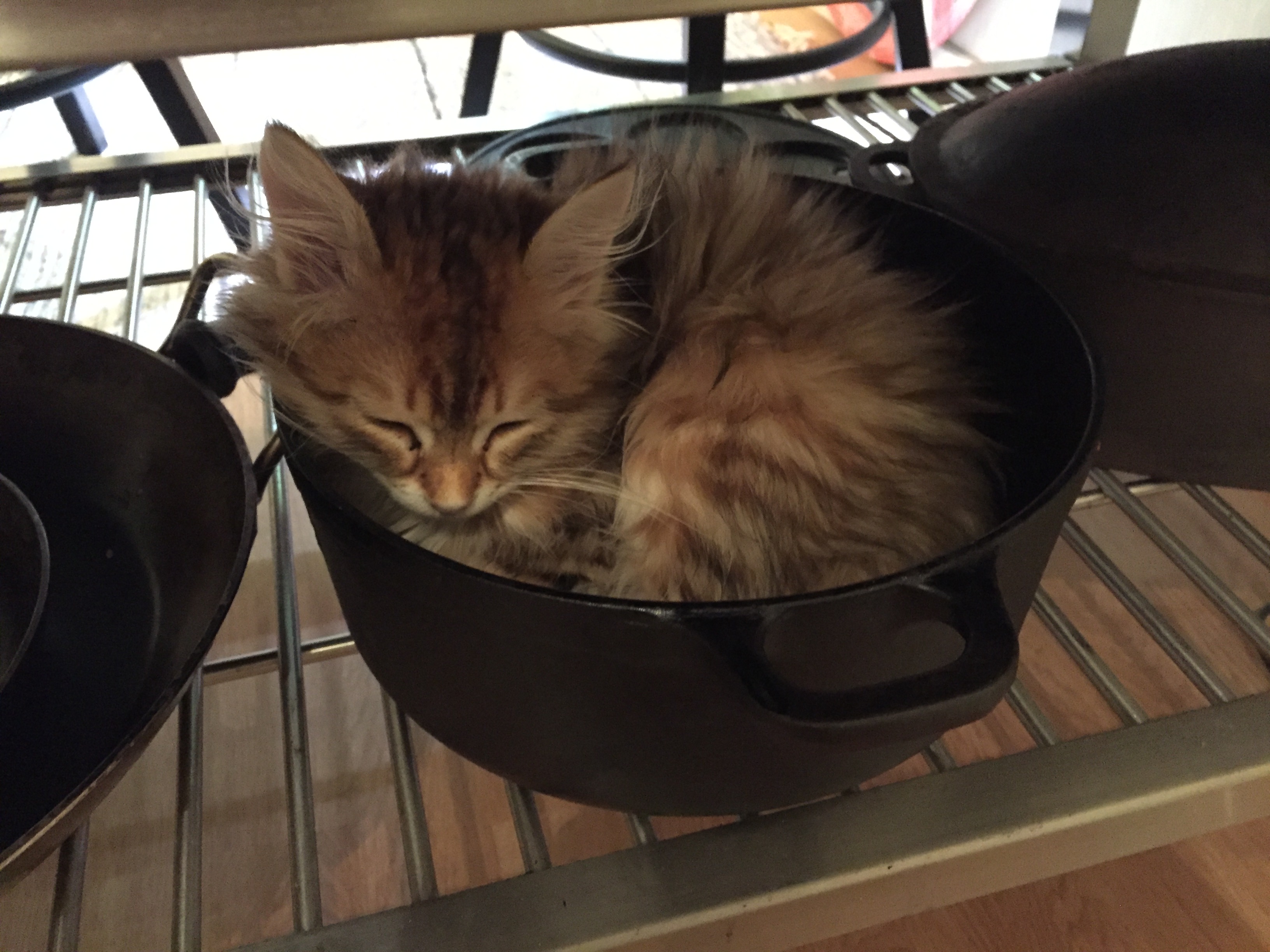 Sibirisk katt Ilos
