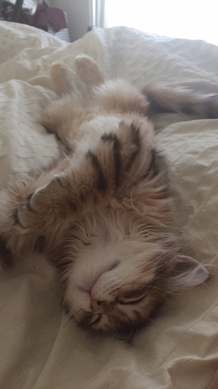 sibirisk katt Ilos