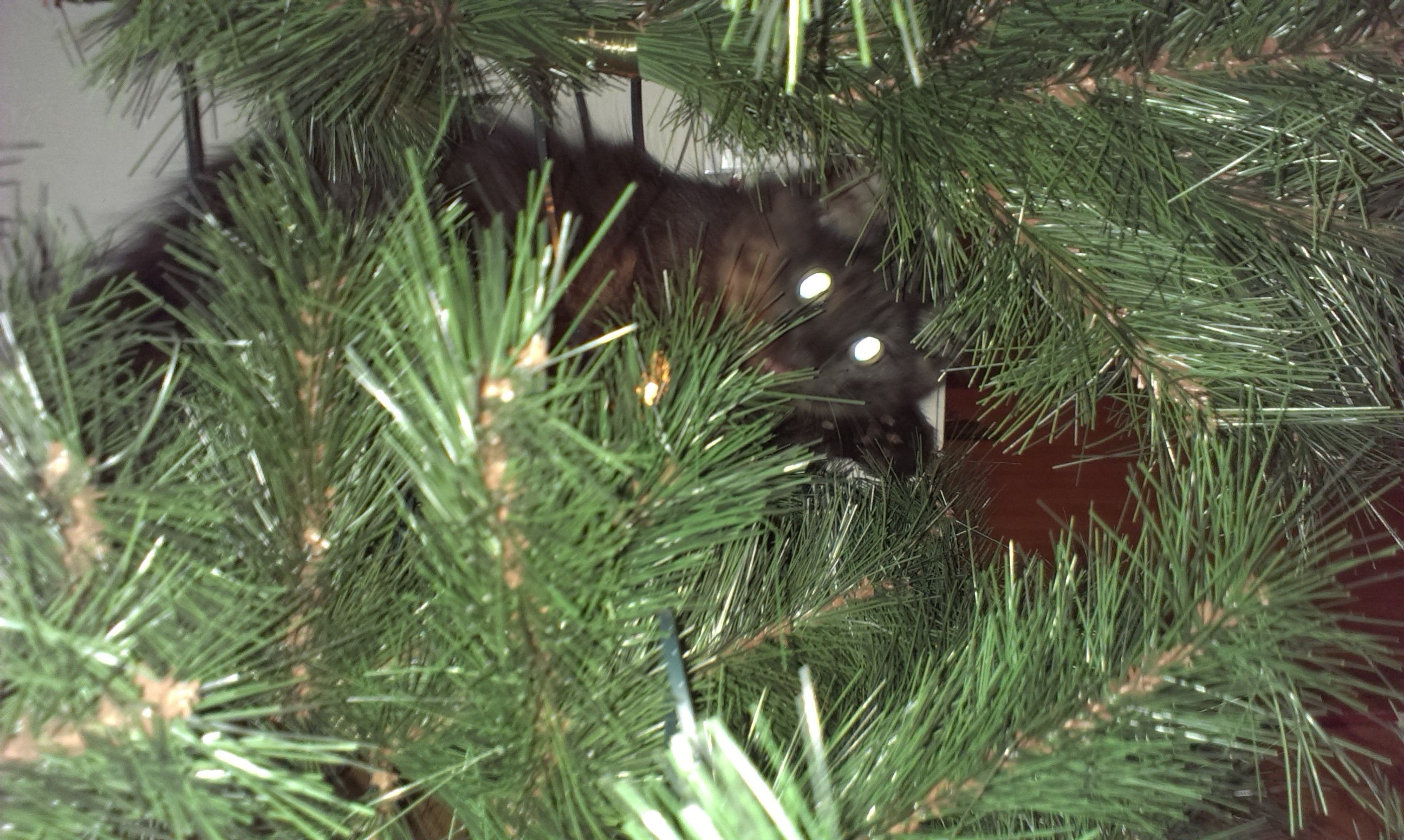 sibirisk katt Potter