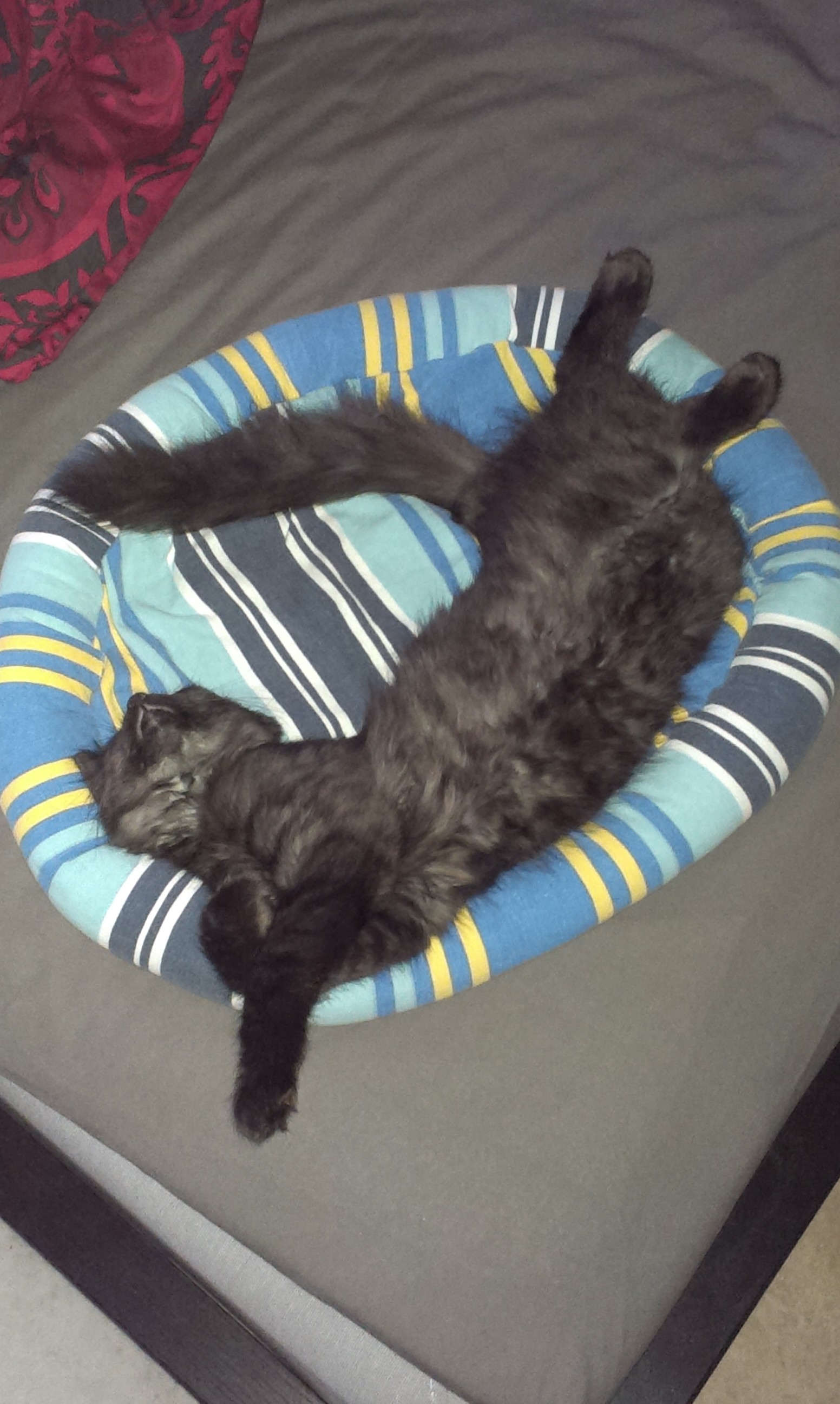 sibirisk katt Potter