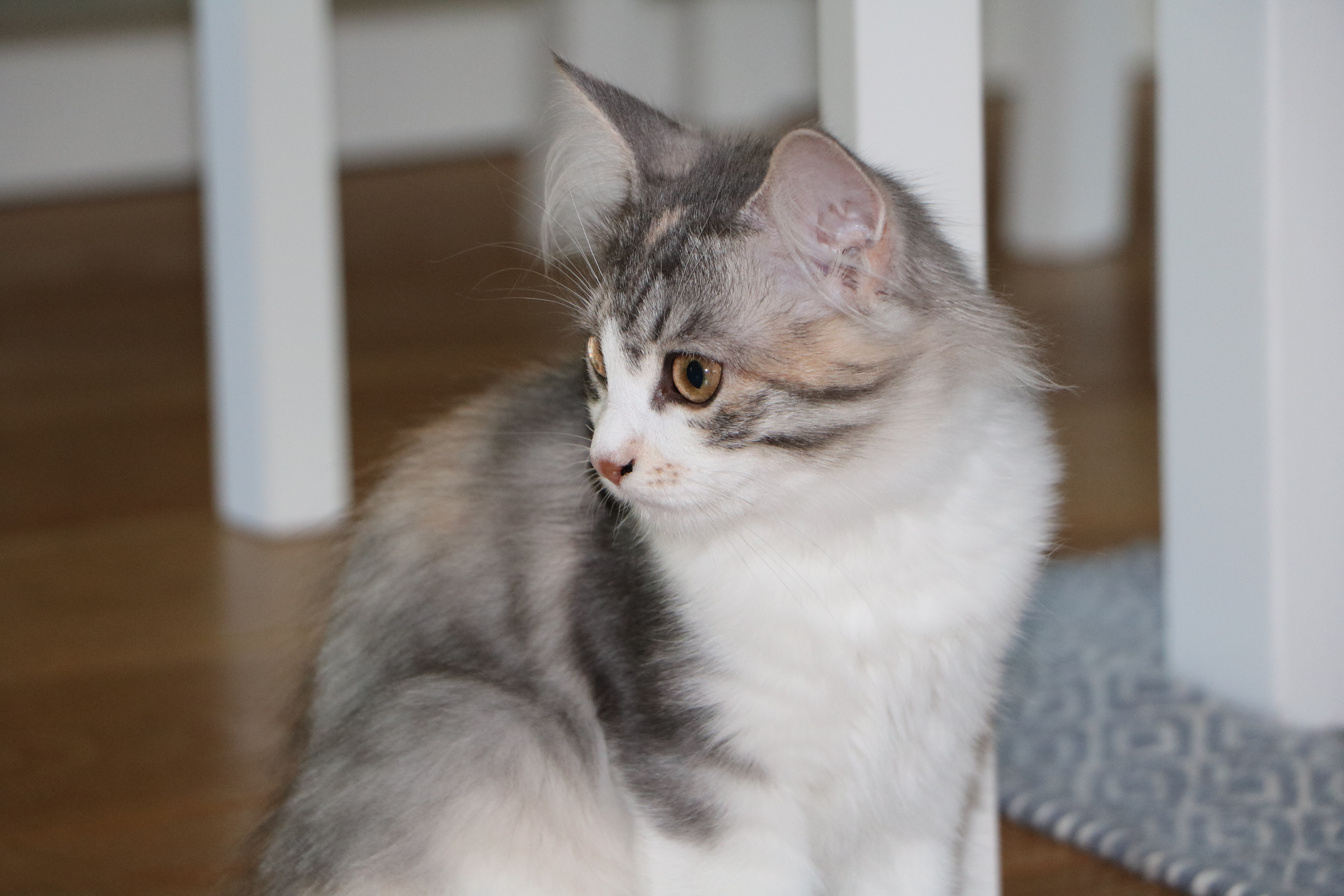 sibirisk kattunge Xenia