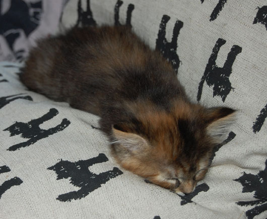 sibirisk kattunge